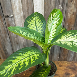 6" Dieffenbachia Tropic Snow