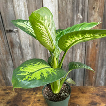 Load image into Gallery viewer, 6&quot; Dieffenbachia Tropic Snow