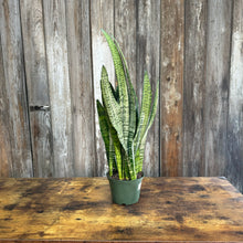 Load image into Gallery viewer, 6&quot; Sansevieria