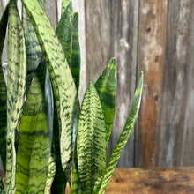 Load image into Gallery viewer, 6&quot; Sansevieria