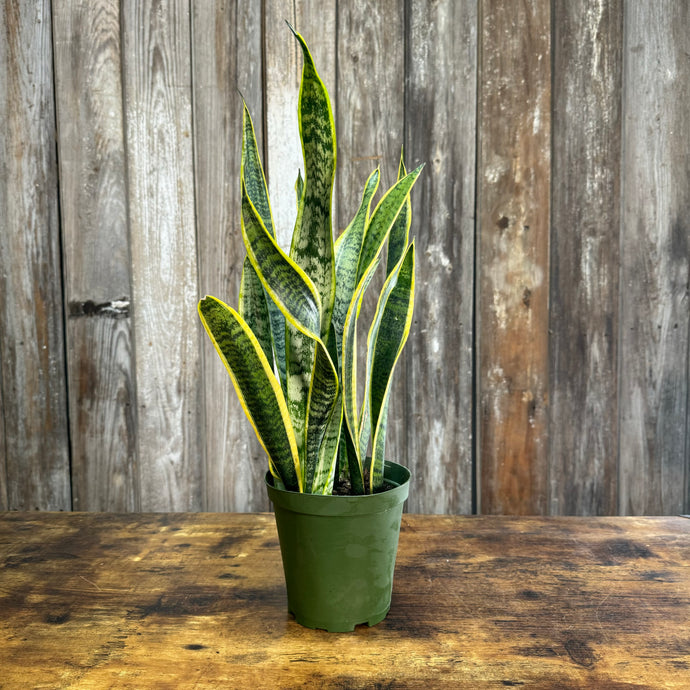 Sansevieria Assorted Snake Plant