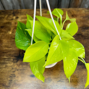 Houseplant Hanging Baskets Assorted