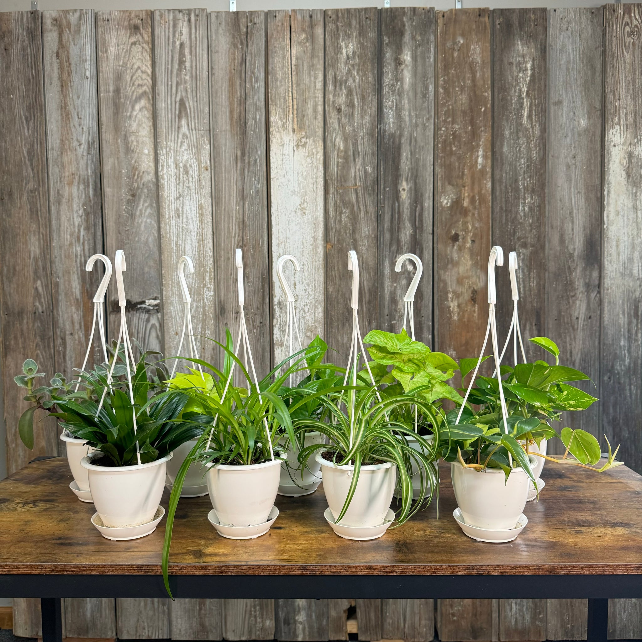 hanging plants collection Houseplant Hanging Baskets