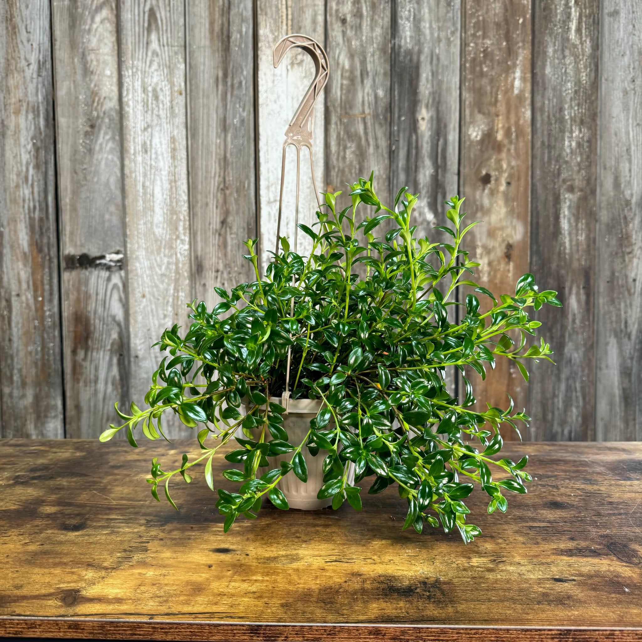 goldfish plant hanging basket Nematanthus 'Goldfish Plant'