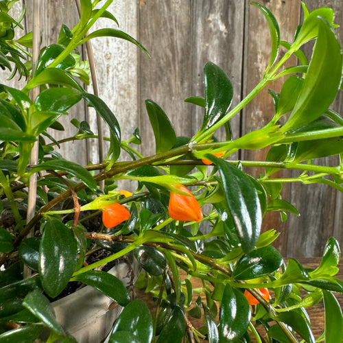 Nematanthus 'Goldfish Plant'