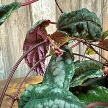 Load image into Gallery viewer, 8&quot; Cissus Discolor Hb
