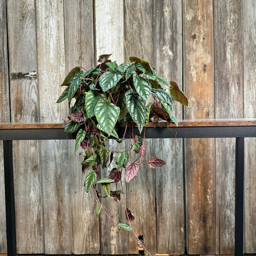 Cissus 'Rex Begonia Vine'