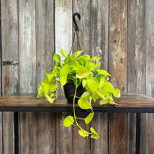 Load image into Gallery viewer, Epipremnum &#39;Neon&#39; Pothos