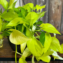 Load image into Gallery viewer, Epipremnum &#39;Neon&#39; Pothos