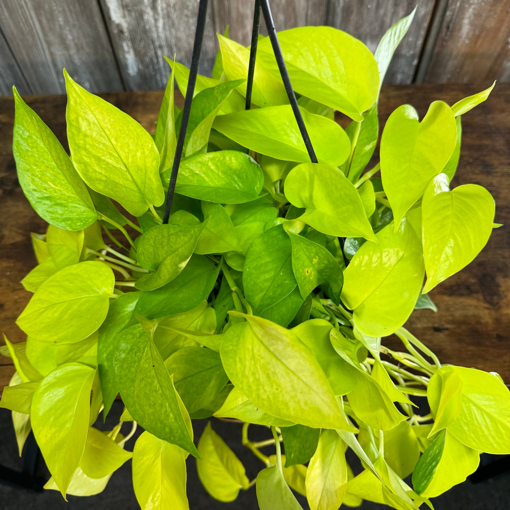 neon pothos scientific name Epipremnum 'Neon' Pothos