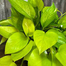 Load image into Gallery viewer, 8&quot; HB Pothos Neon