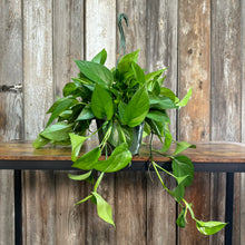 Load image into Gallery viewer, 8&quot; HB Pothos Jade