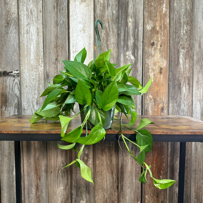 Epipremnum 'Jade' Pothos