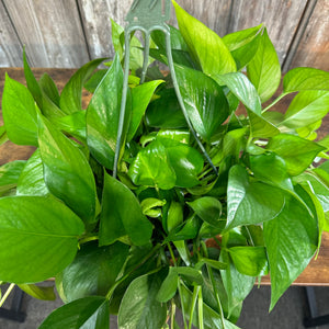 8" HB Pothos Jade