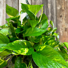Load image into Gallery viewer, 8&quot; HB Pothos Golden