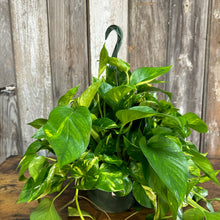 Load image into Gallery viewer, 8&quot; HB Pothos Golden