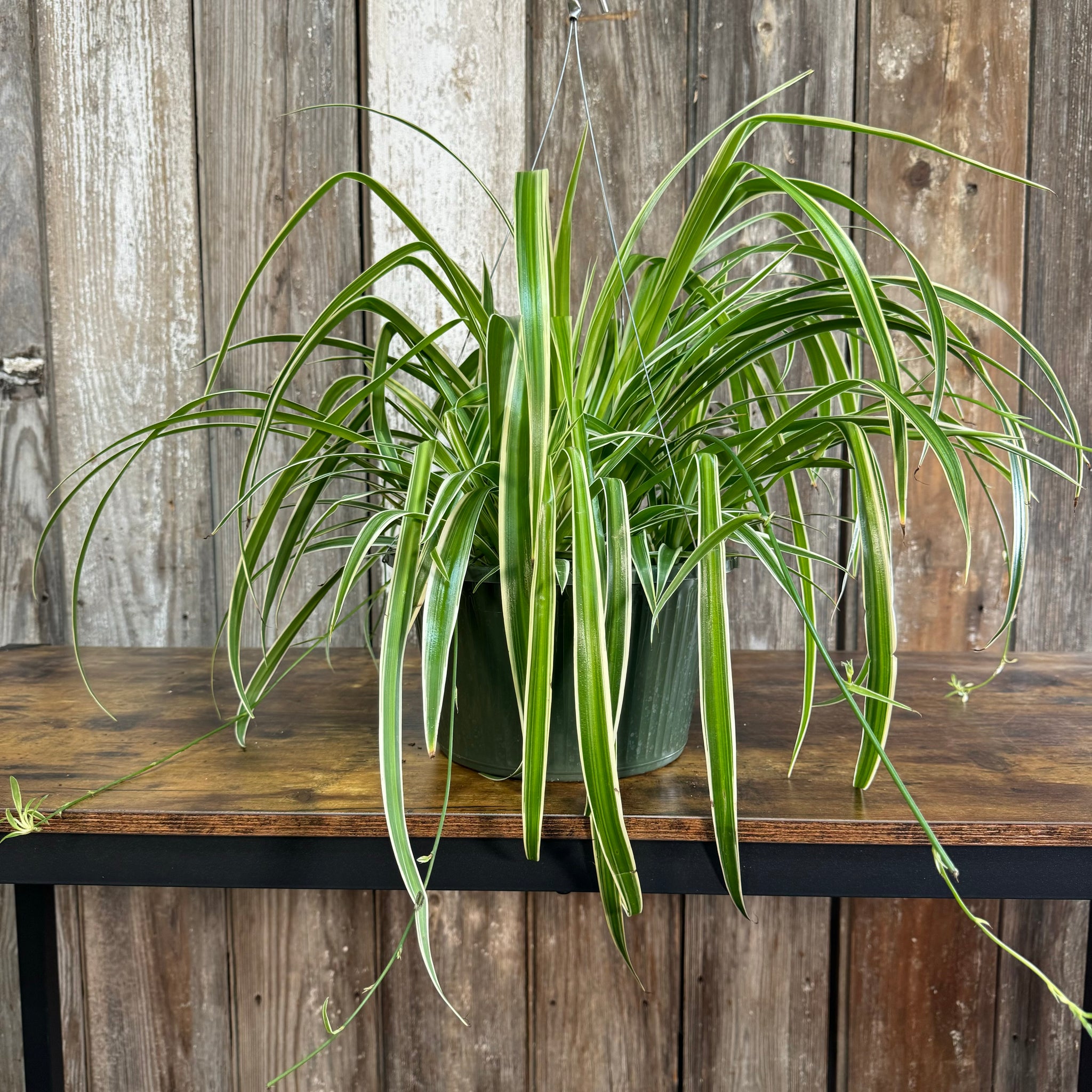 chlorophytum reverse spider plant Chlorophytum 'Reverse' Spider Plant – Wasson Nursery