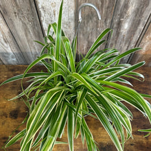 Load image into Gallery viewer, 8&quot; HB Spider Plant Reverse