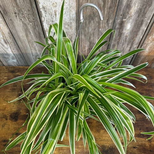 Chlorophytum 'Reverse' Spider Plant