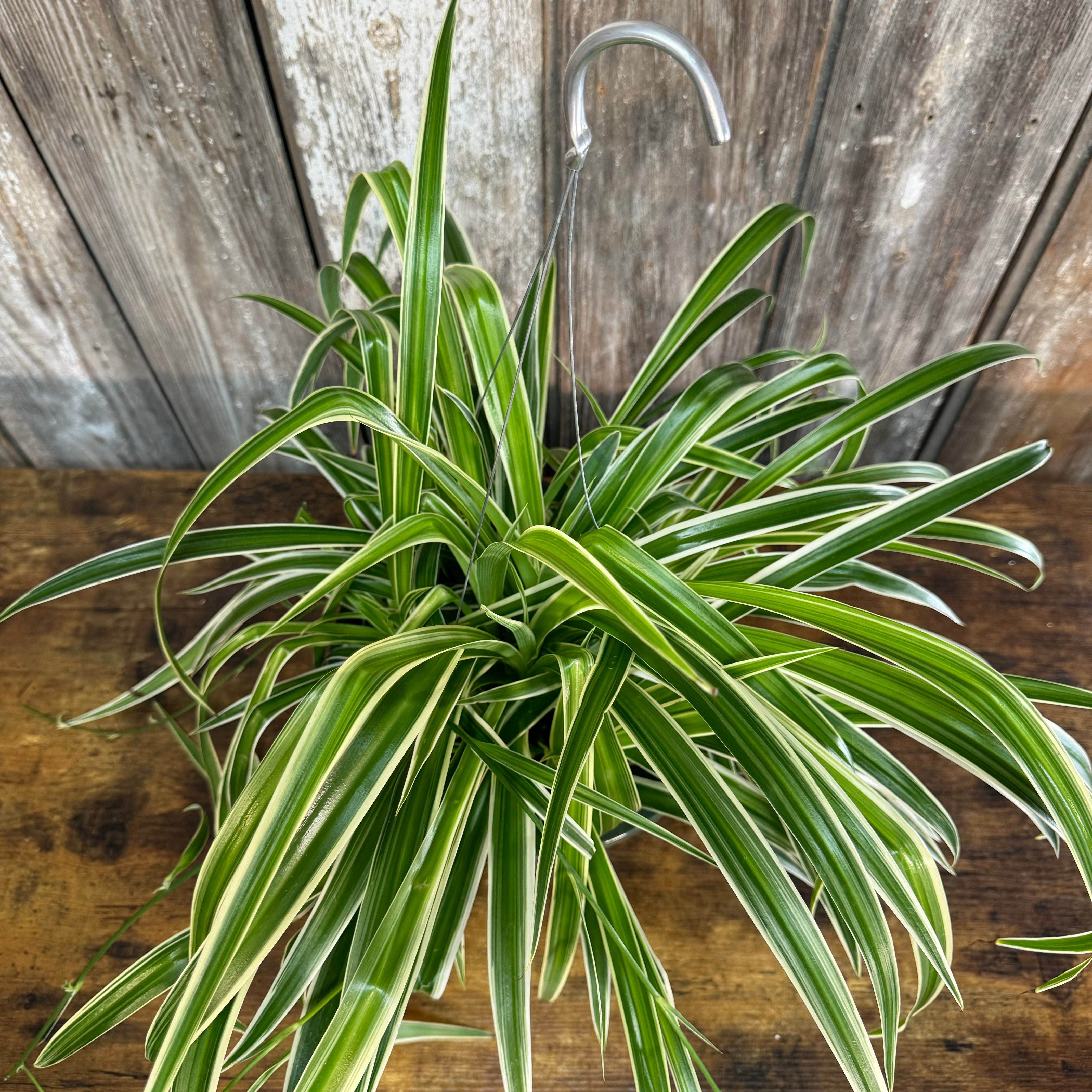 heirloom green chlorophytum spider plant Chlorophytum 'Reverse' Spider Plant – Wasson Nursery