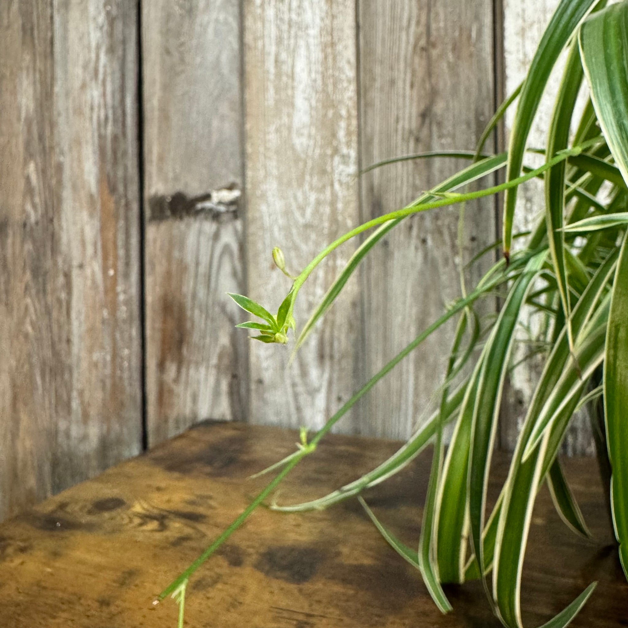 chlorophytum spider reverse Chlorophytum 'Reverse' Spider Plant – Wasson Nursery