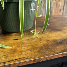 Load image into Gallery viewer, 8&quot; HB Spider Plant Reverse