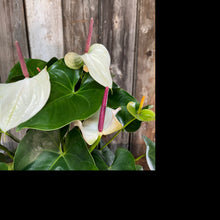 Load image into Gallery viewer, 8&quot; Anthurium White Heart