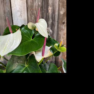 8" Anthurium White Heart