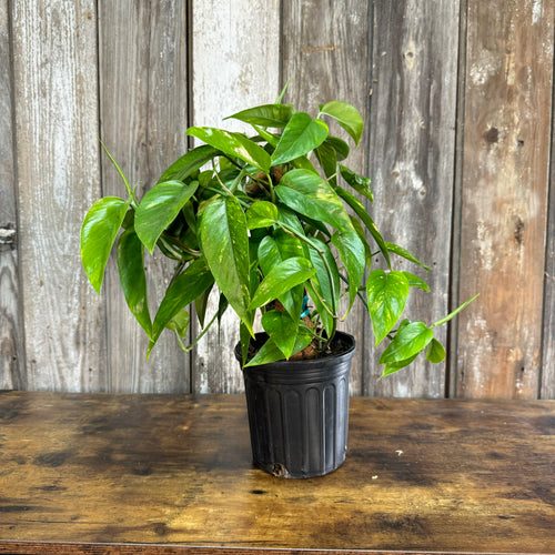 Epipremnum 'Neon Variegated' Pothos