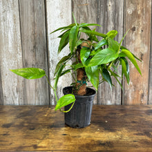 Load image into Gallery viewer, 6&quot; Pole Pothos Neon Variegated