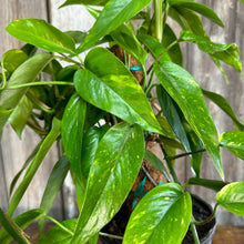 Load image into Gallery viewer, Epipremnum &#39;Neon Variegated&#39; Pothos