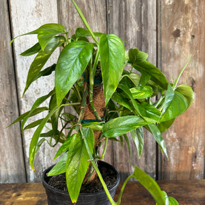 6" Pole Pothos Neon Variegated