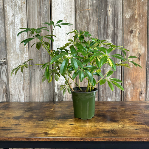Schefflera Arboricola