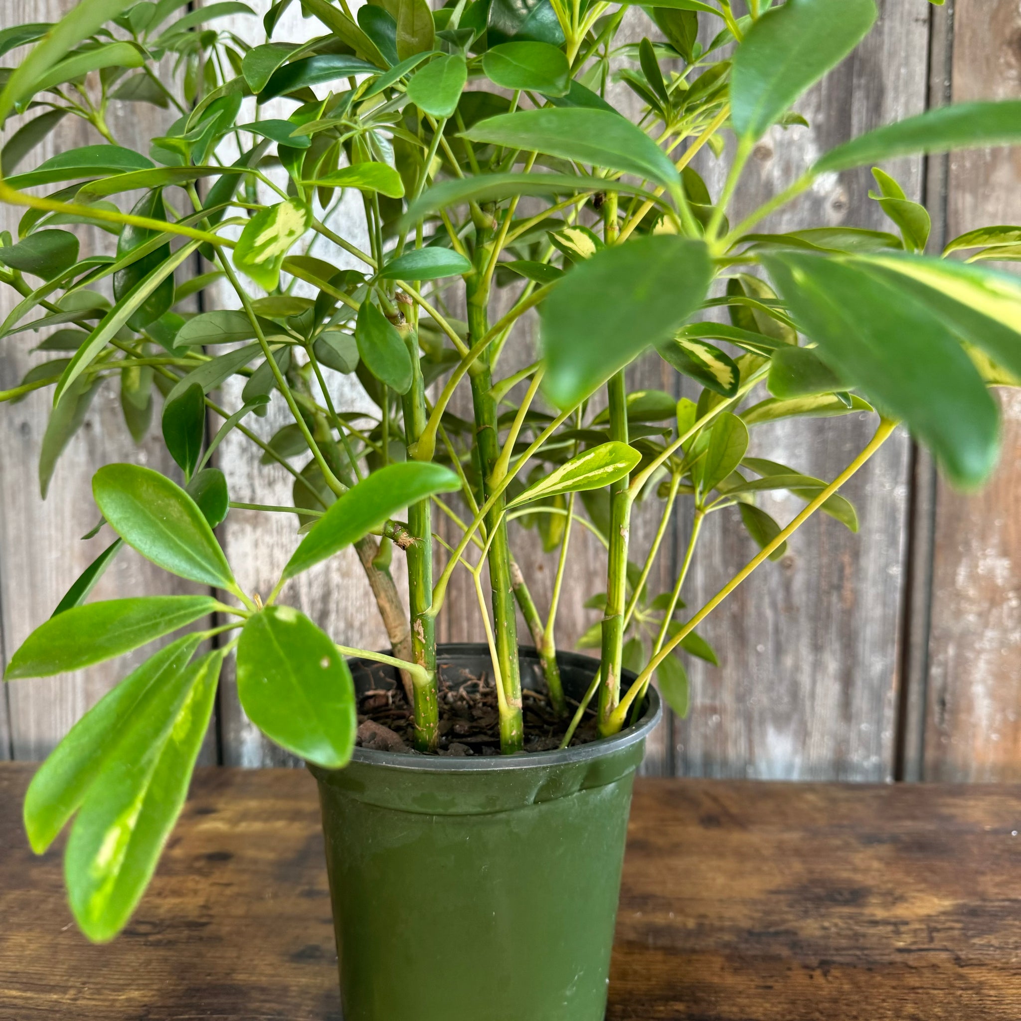 indoor plant with five leaves Schefflera Arboricola