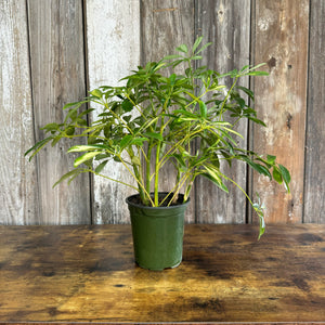 scheffleras house of plants Schefflera Arboricola