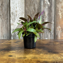 Load image into Gallery viewer, 4&quot; Oyster Plant Sunny Star