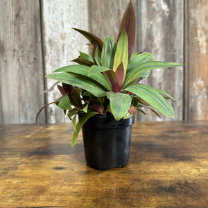 4" Oyster Plant Sunny Star