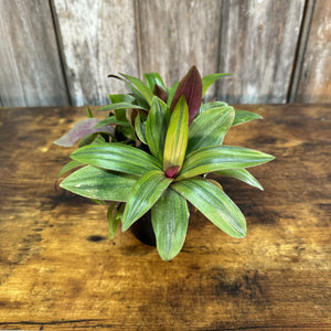 4" Oyster Plant Sunny Star