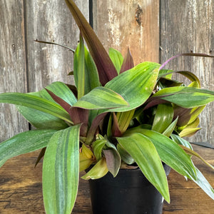 4" Oyster Plant Sunny Star