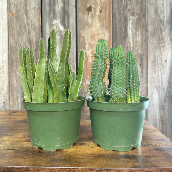 サンヨー Cacti Cactus Assorted by Tropicals & Houseplants – Wasson Nursery