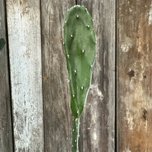 Load image into Gallery viewer, 6&quot; Cactus
