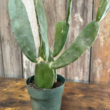 Load image into Gallery viewer, 6&quot; Cactus
