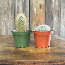 Load image into Gallery viewer, Cactus Assorted