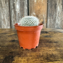 Load image into Gallery viewer, Cactus Assorted