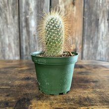 Load image into Gallery viewer, Cactus Assorted