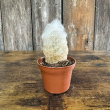 Load image into Gallery viewer, 3&quot; Cactus