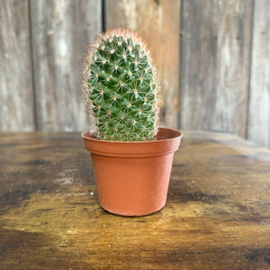 3" Cactus