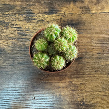 Load image into Gallery viewer, 3&quot; Cactus