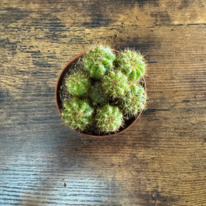 3" Cactus