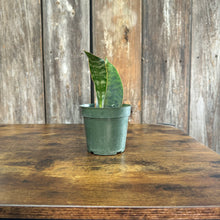 Load image into Gallery viewer, 4&quot; Sansevieria Whale Fin